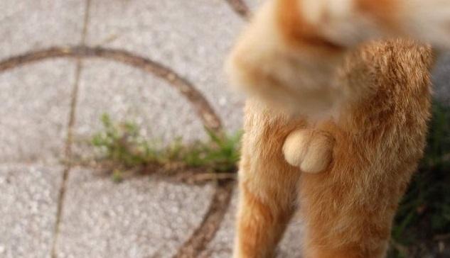 ネコの睾丸